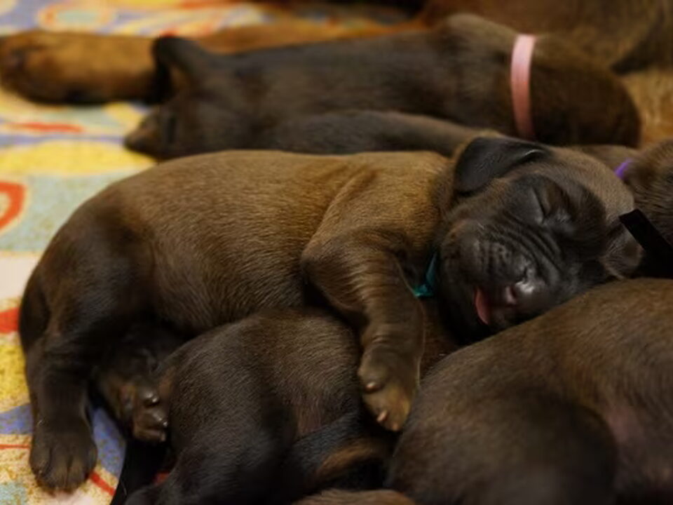 Pups van z Krainy Przodków FCI
