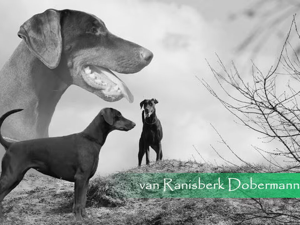 Foto van van RanisberK Dobermanns