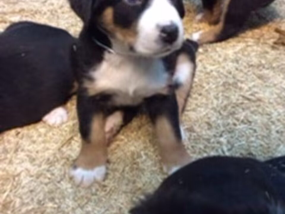Foto van Bezõe