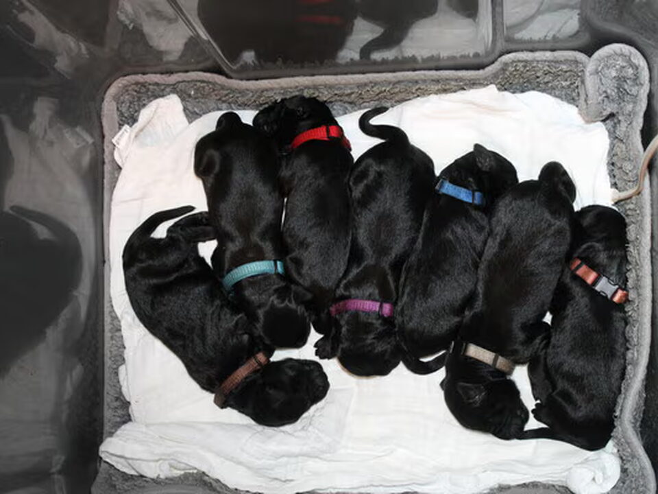 Pups van Auberge des Pattes Noires