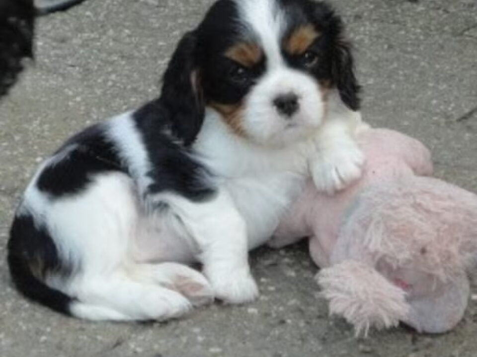 Foto van Nelly's Cavaliers