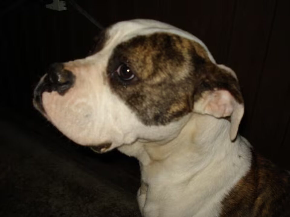 Pups van Fam. Pieters