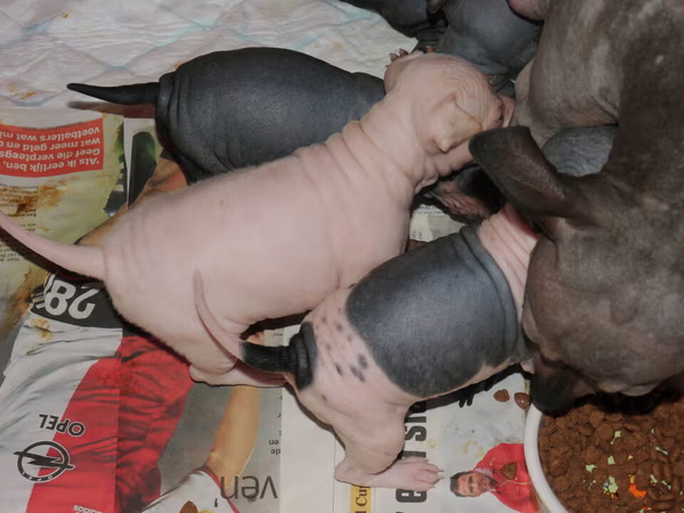 Pups van Hondenkennel Engel op Aarde