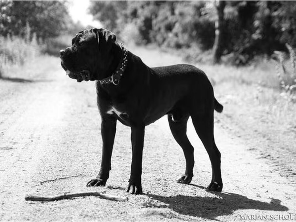 Foto van Cane Corso splendori Dell'Italia