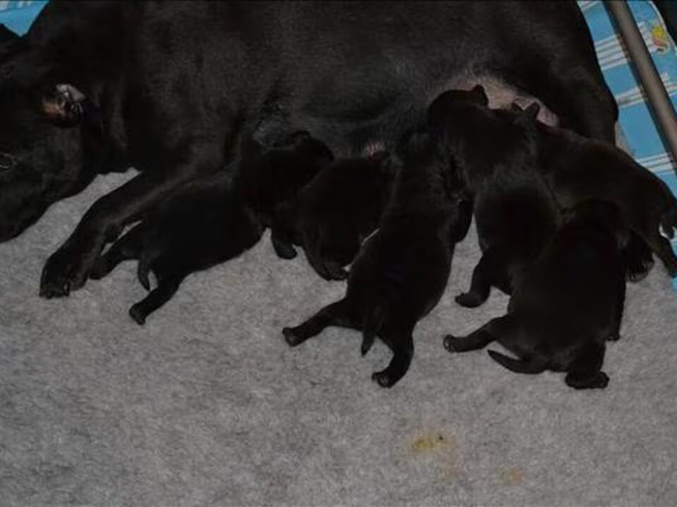 Pups van Of Rambostaff