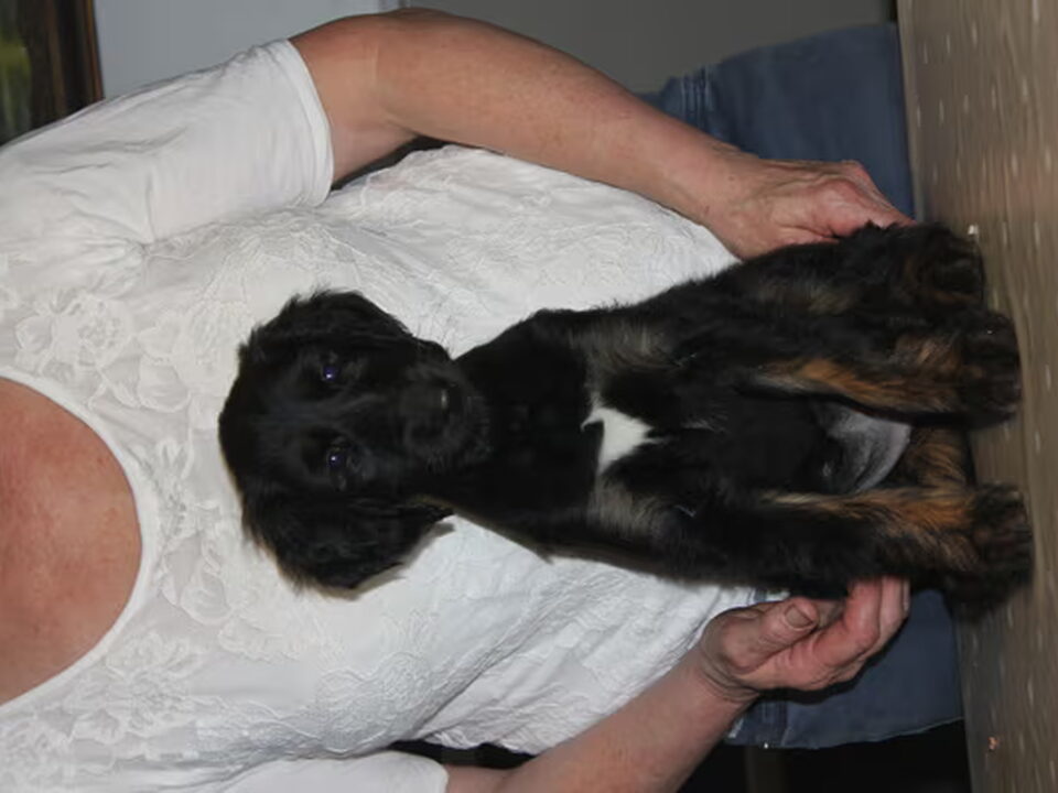 Pups van Fyrverkeri