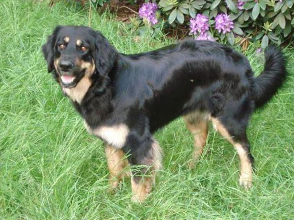 Foto van Hovawart kennel UIT DE GROETPOLDER