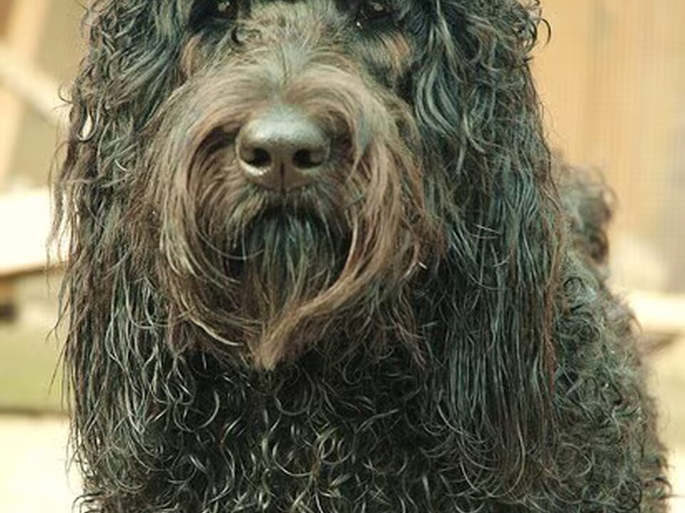Foto van The Happy Home Labradoodles