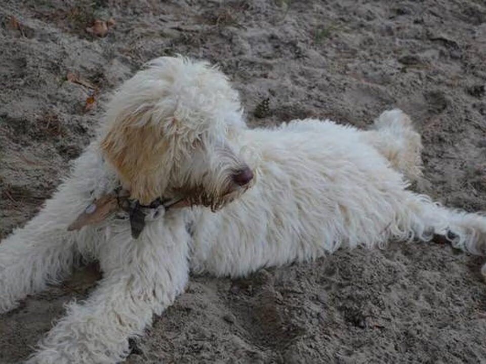 Foto van Australian labradoodles Dog Sweet Dog