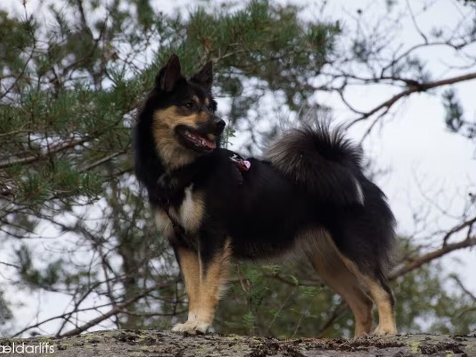 Foto van Sældarlífs, IJslandse Honden