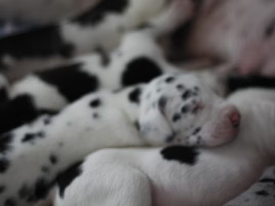 Foto van Artemis Giants Duitse Doggen