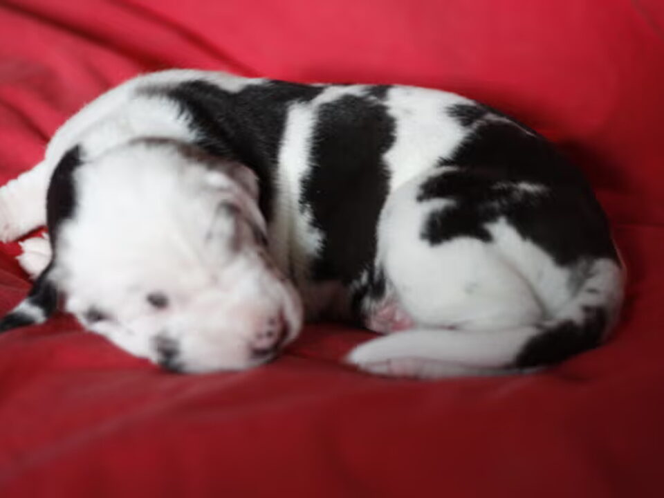 Pups van Artemis Giants Duitse Doggen