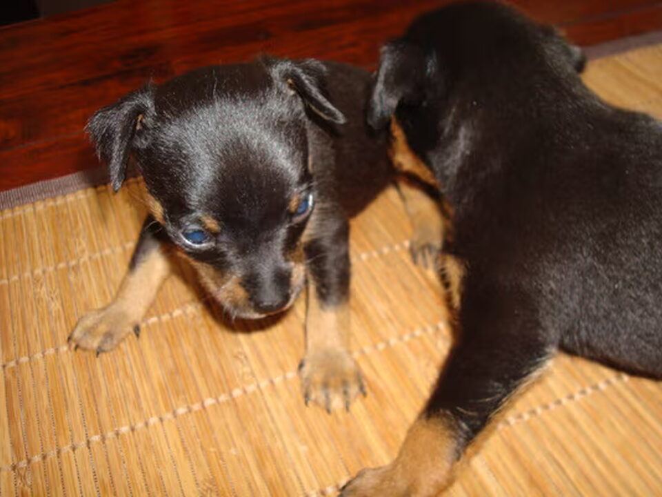 Pups van Prazsky's Home