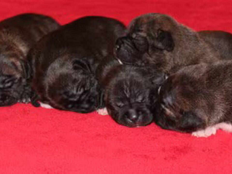 Pups van Robrissia's