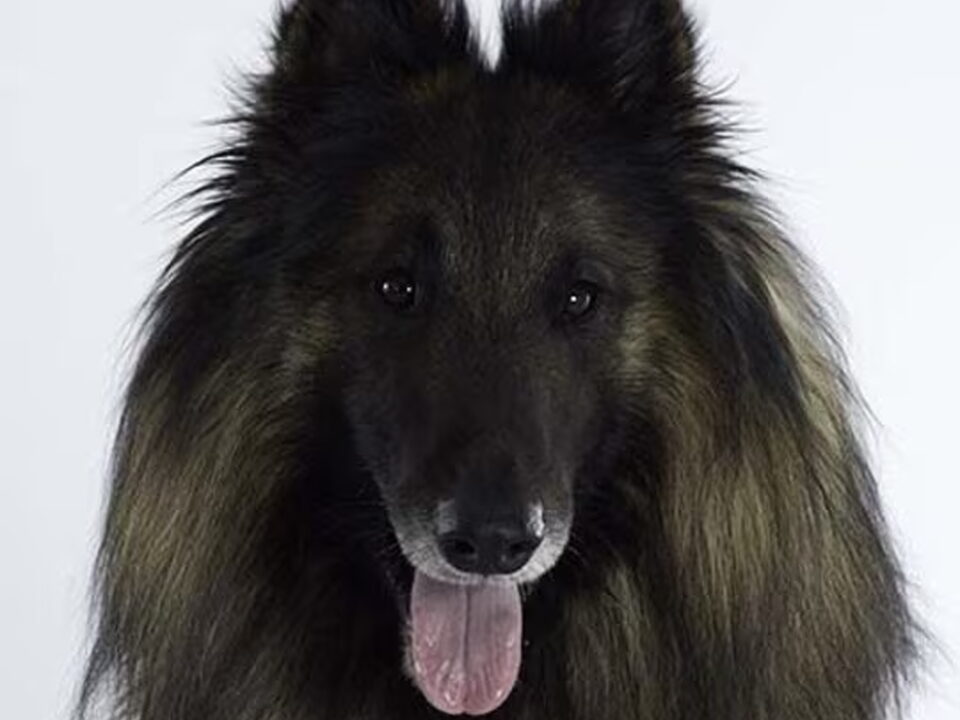 Foto van de Conte de Fée