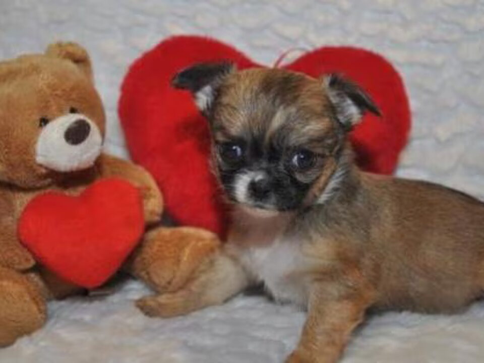 Pups van My Precious Dream