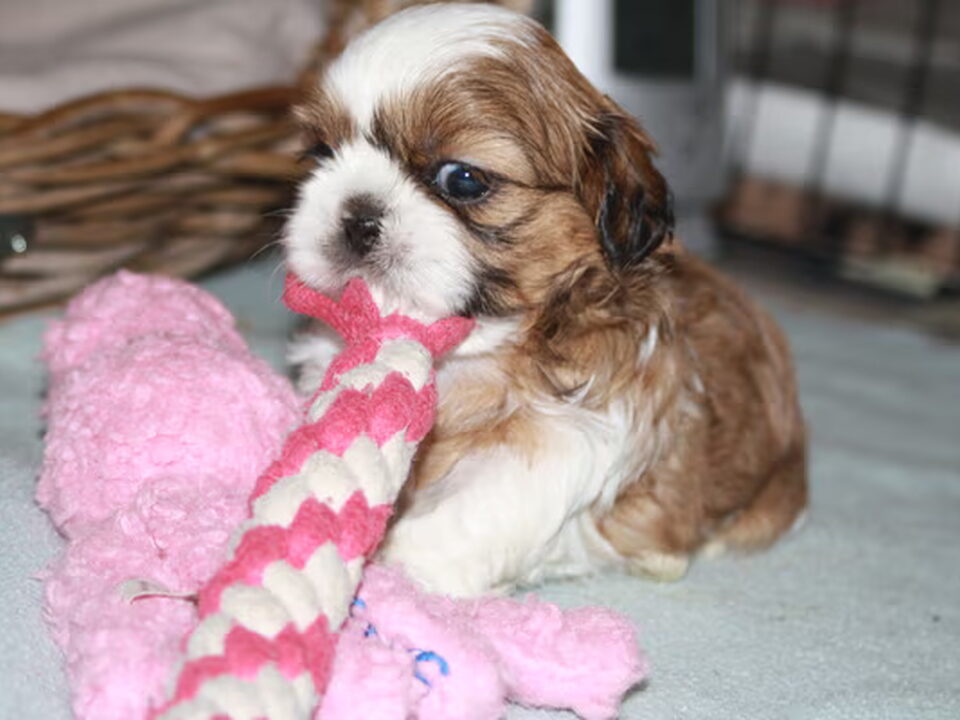 Pups van Angelique Heij