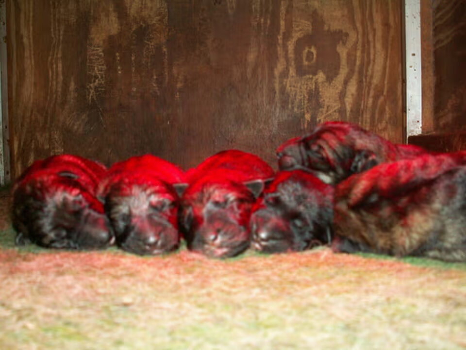 Pups van Duitse Herderkennel v.d. Kromme Elleboog