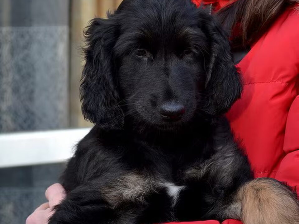 Pups van jana