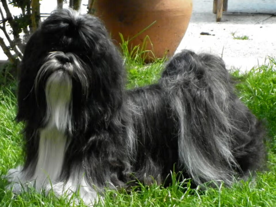 Foto van Amarantha's Shih Tzu