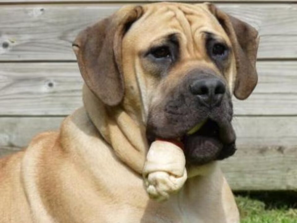 Foto van Out of Africa Boerboelkennel