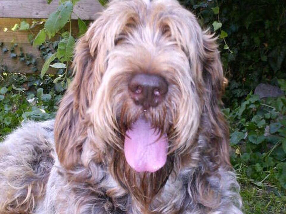 Spinone Italiano