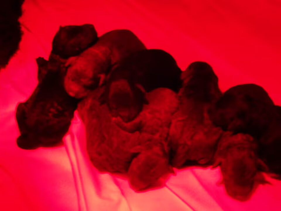 Pups van Heidehoeve