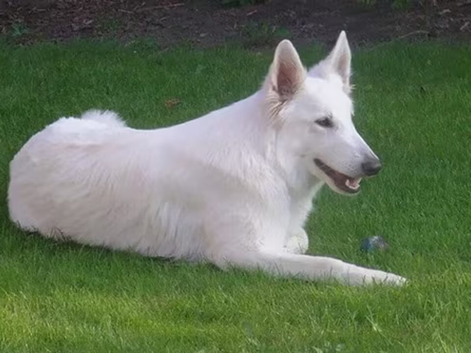 Pups van Sagitta Alba