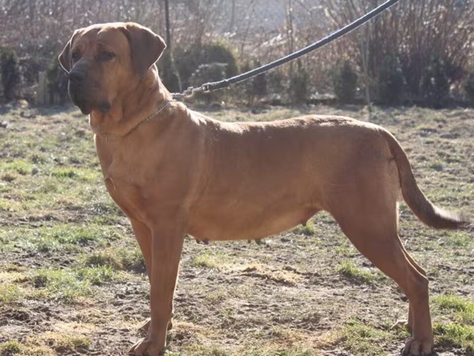 Foto van Sojtor Szepe Kennel