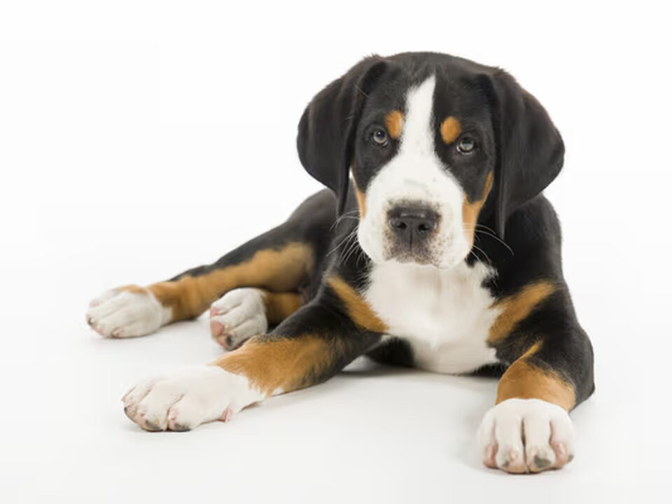 Pups van Bonnebelle van