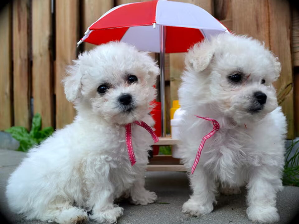 Pups van Nedina's Snuggle Pups