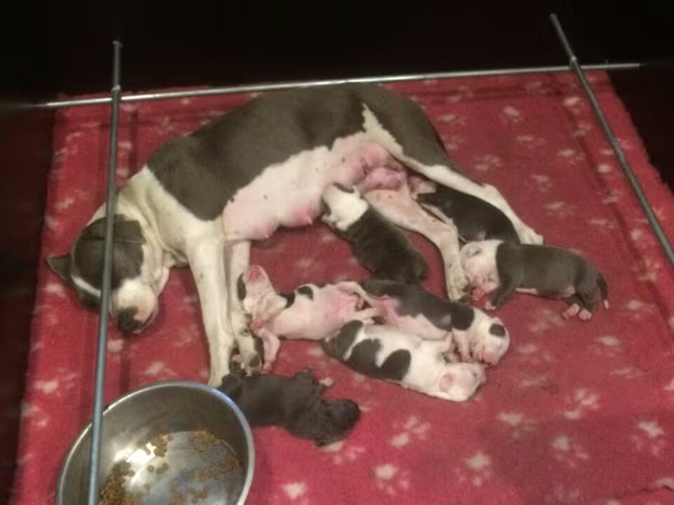 Pups van Tasja