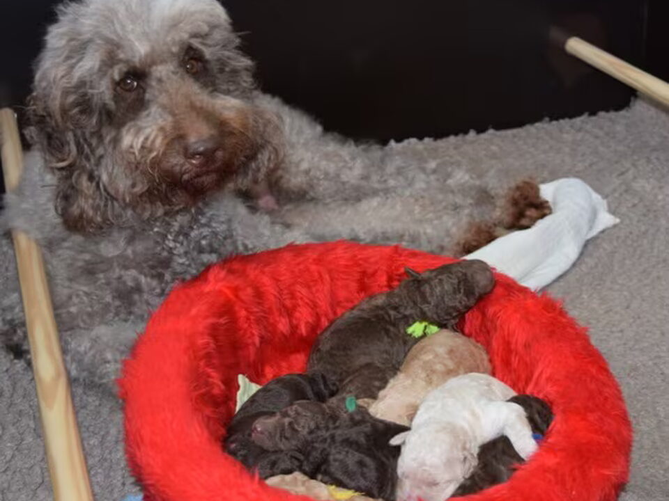 Pups van Australische Labradoodles Orse Ket