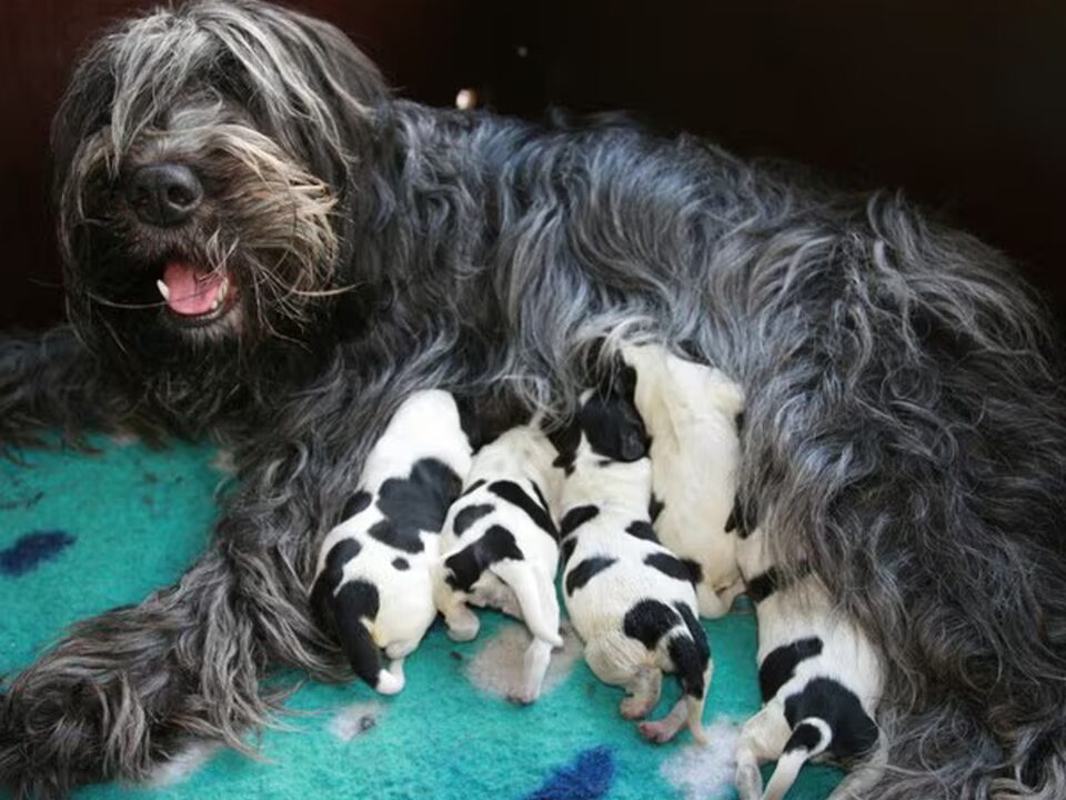 Pups van Van Deerne Dartel