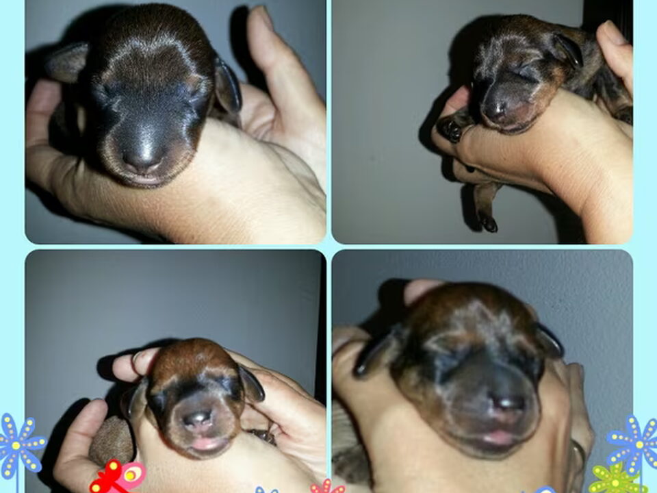 Pups van jacqueline van lieshout