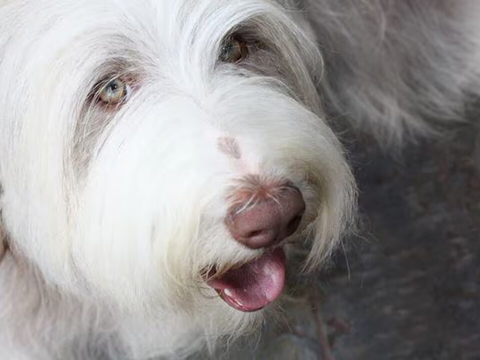 Foto van Belleboo Bearded Collies