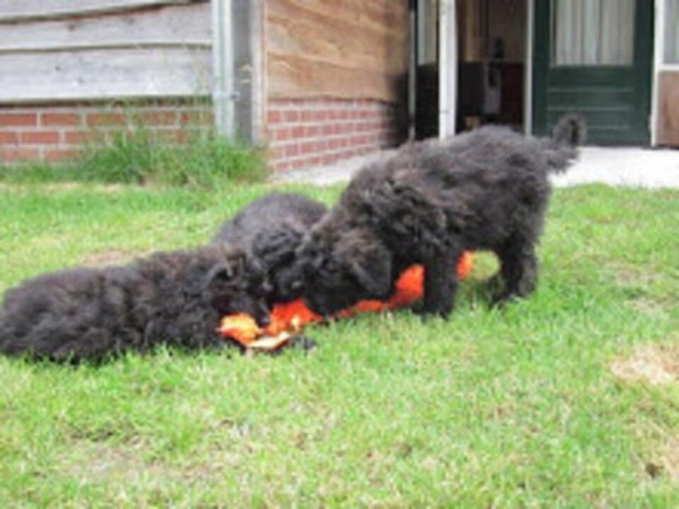 Pups van H Hofhuis