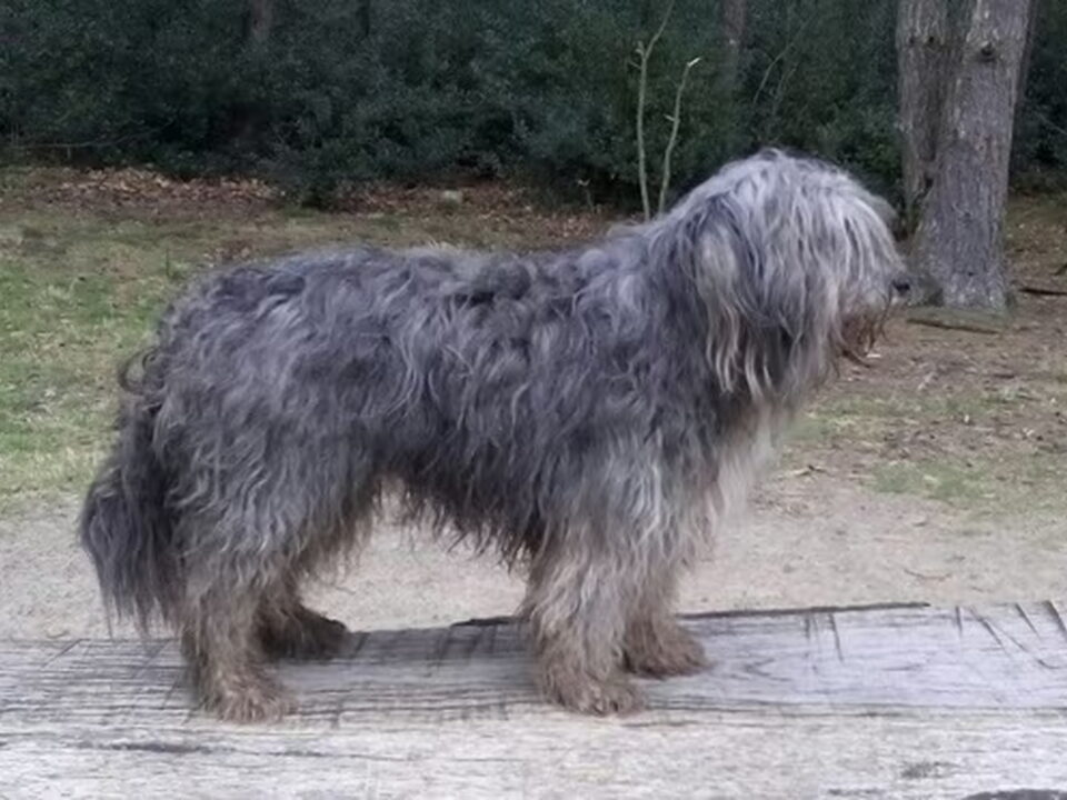 Pups van lovingsecrets