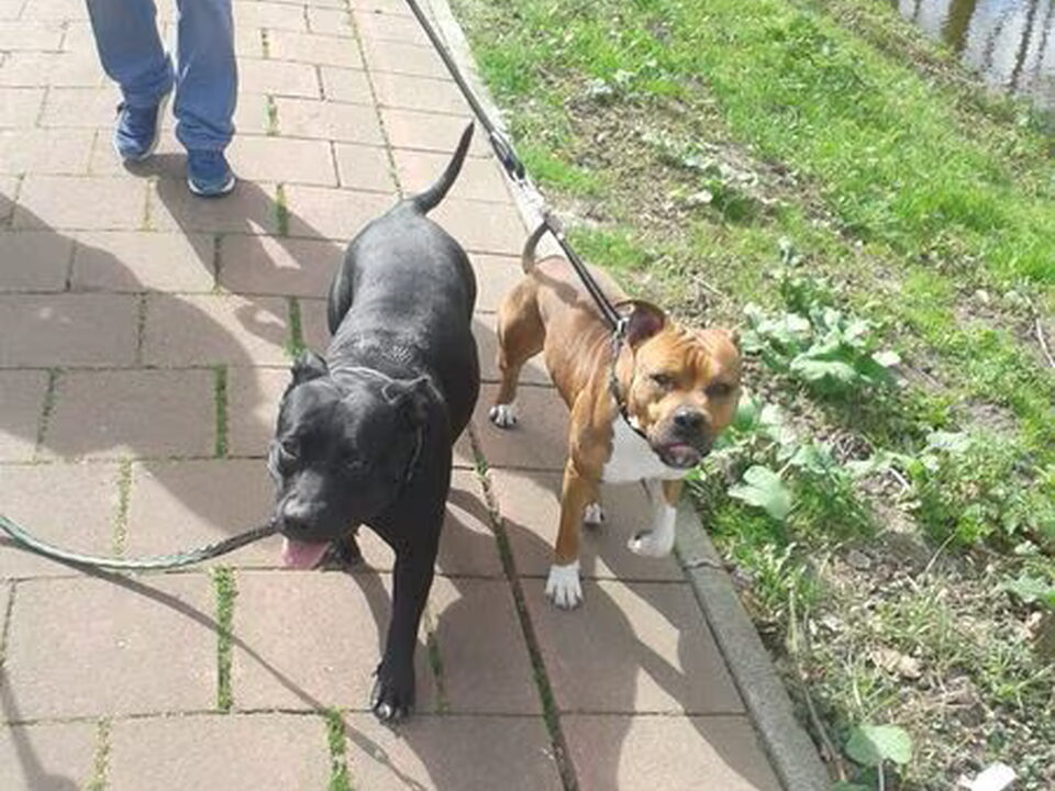 Pups van helen de waard