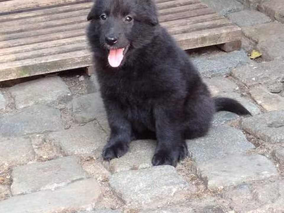 Pups van Tikaani 's hof ter Lede