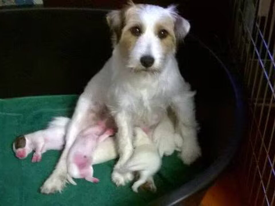 Pups van The Crazy Rabble