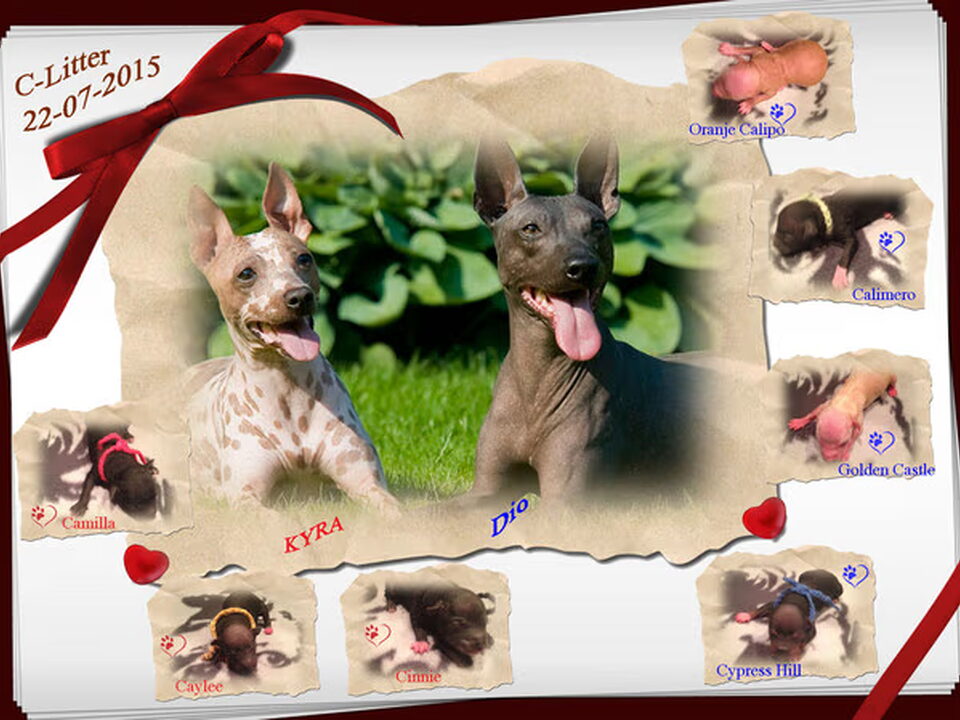 Pups van Caro Canou's