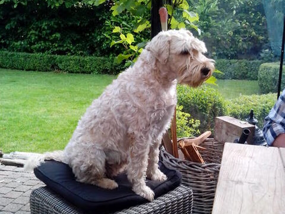 Pups van Theo Bos