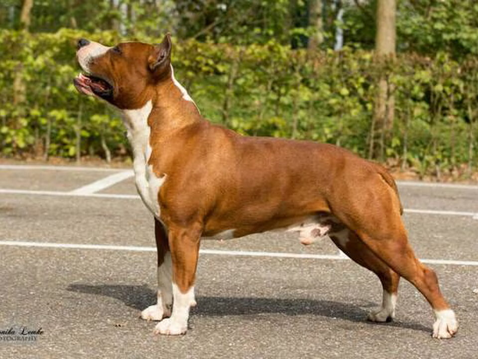 Pups van Khorramshahrs