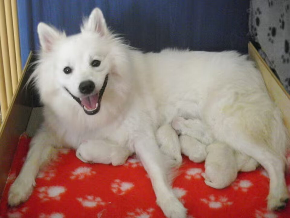 Pups van kennel DE GROTE WITTE KEES.