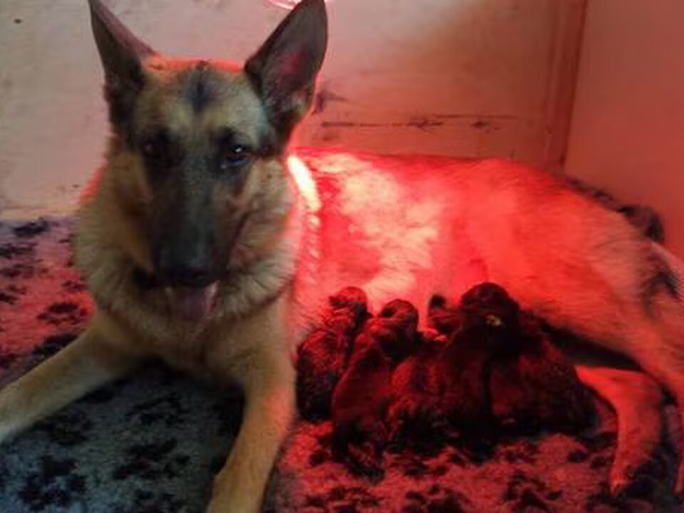 Pups van Westfriesland working dogs