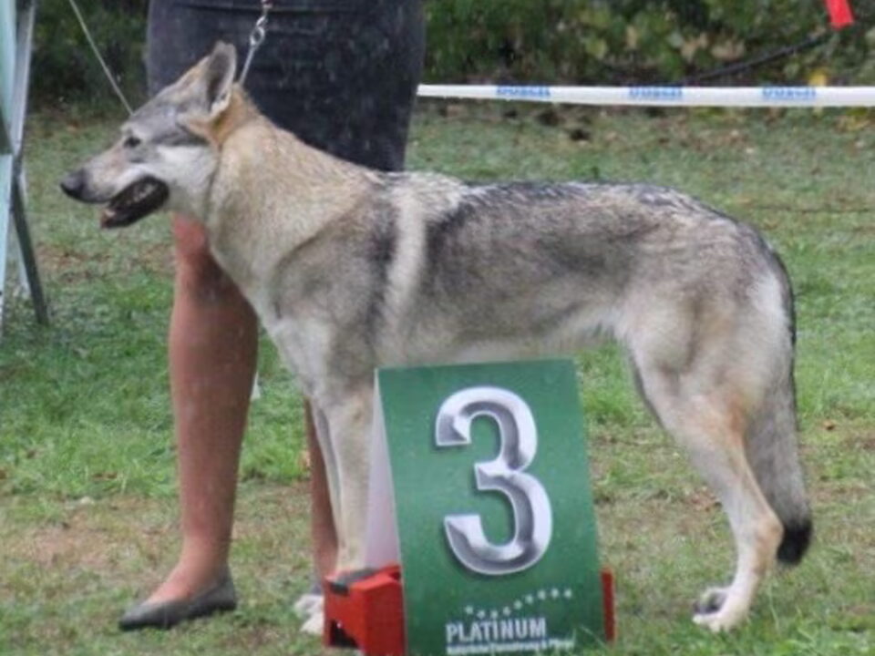 Foto van Legend of the wolf