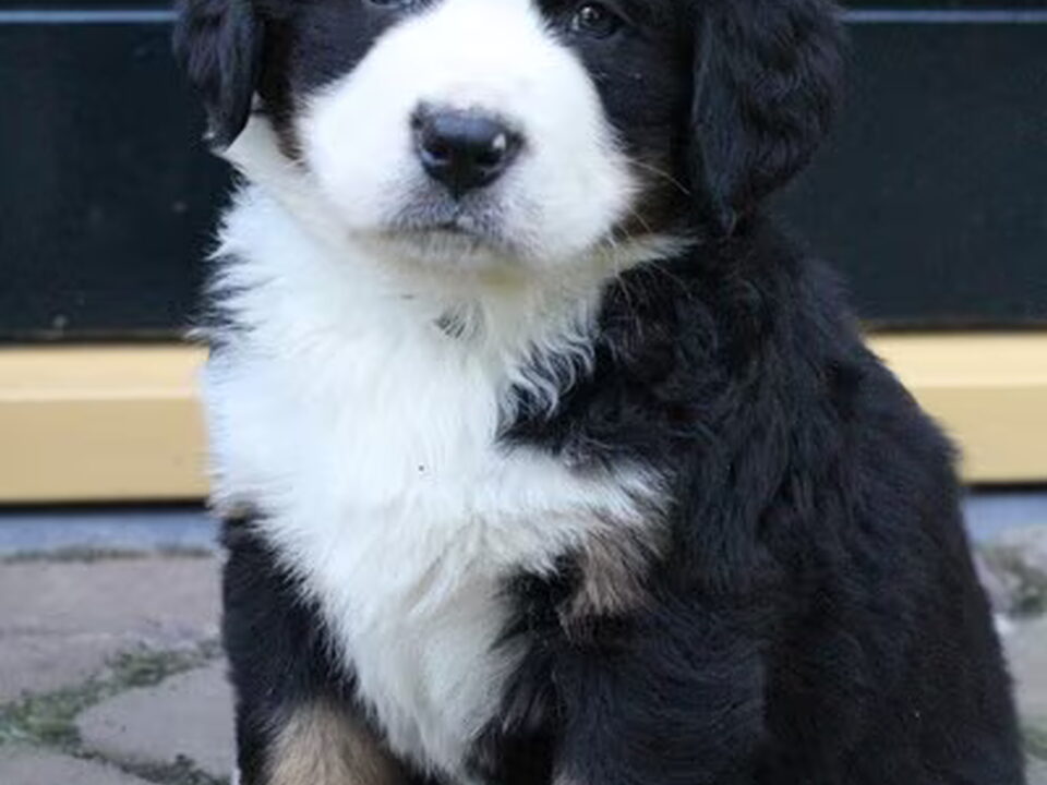 Pups van Van 't Elisahof