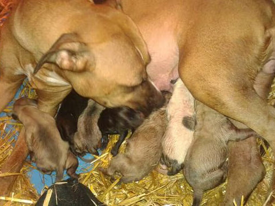 Pups van Diny van de Scheur