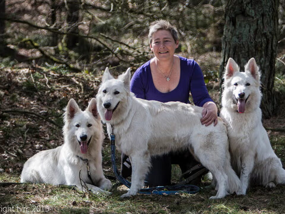 Foto van Zwitserse witte herder kennel Misthy's Friends